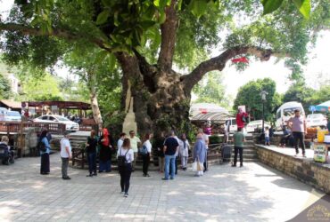3000 Yıllık Efsane! Musa Ağacı Zamana Direniyor